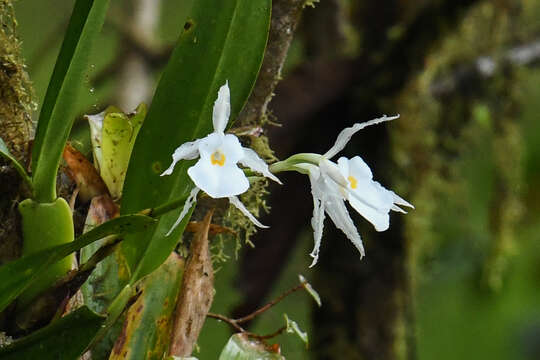 Image of Trichopilia fragrans (Lindl.) Rchb. fil.