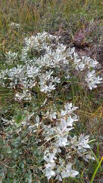 Imagem de Salix brachycarpa Nutt.