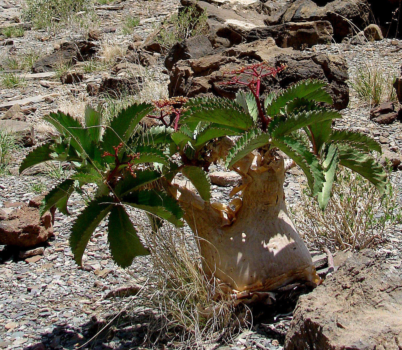 Image of Cyphostemma bainesii (Hook. fil.) Descoings