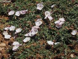 Image of Convolvulus libanoticus Boiss.