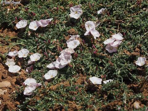 Plancia ëd Convolvulus libanoticus Boiss.