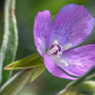 Слика од Clarkia affinis H. & M. Lewis