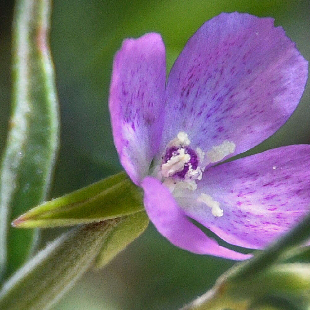 Imagem de Clarkia affinis H. & M. Lewis