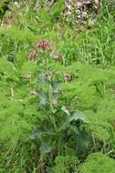 Image of Cynoglossum korolkowii (Lipsky) Greuter & Stier