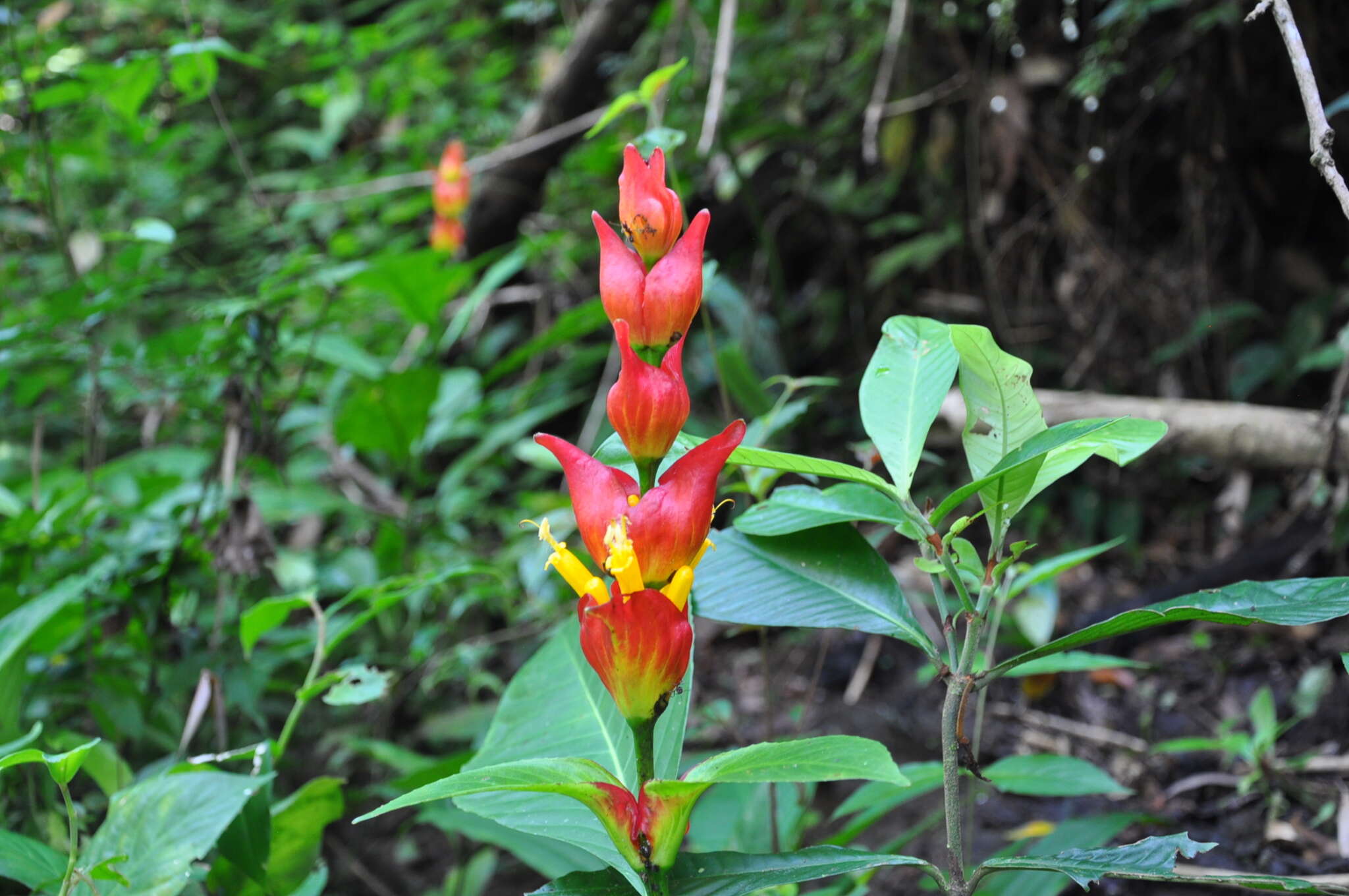 Sanchezia macrocnemis (Nees) D. C. Wassh.的圖片