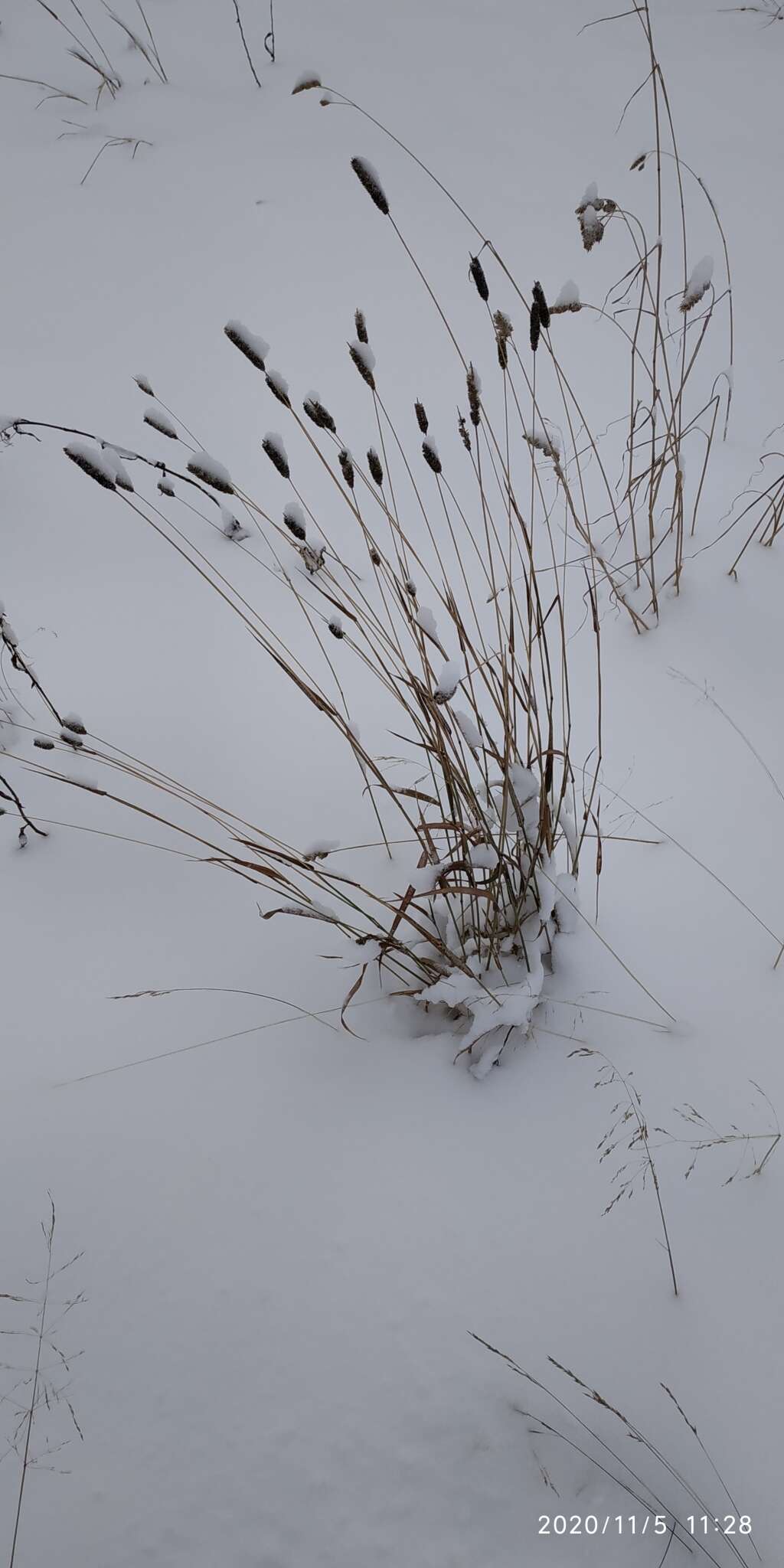 Phleum pratense subsp. nodosum (L.) Trabut的圖片