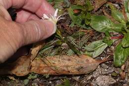 Image of Hypochaeris taraxacoides (Meyen & Walp.) Ball