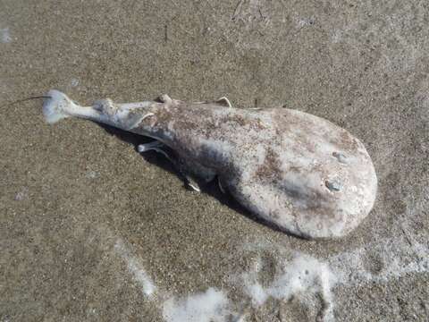 Image of Caribbean Electric Ray