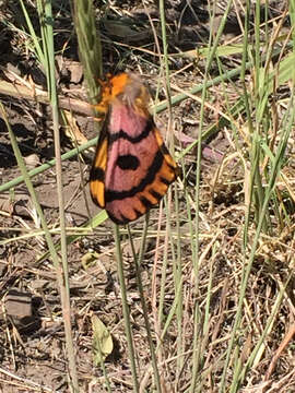 Image of Western Sheepmoth