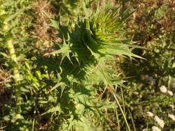 Image of Berkheya cruciata subsp. cruciata