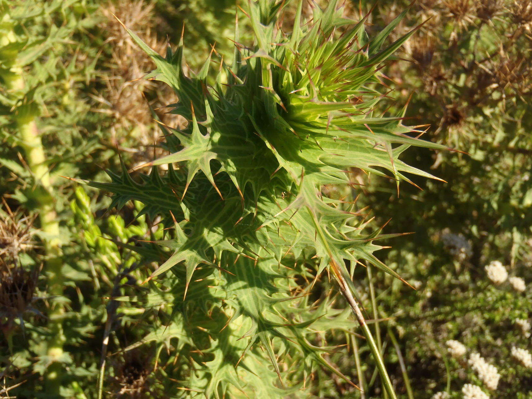 Sivun Berkheya cruciata subsp. cruciata kuva