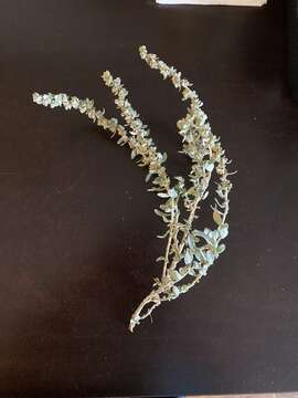 صورة Atriplex gardneri (Moq.) D. Dietr.