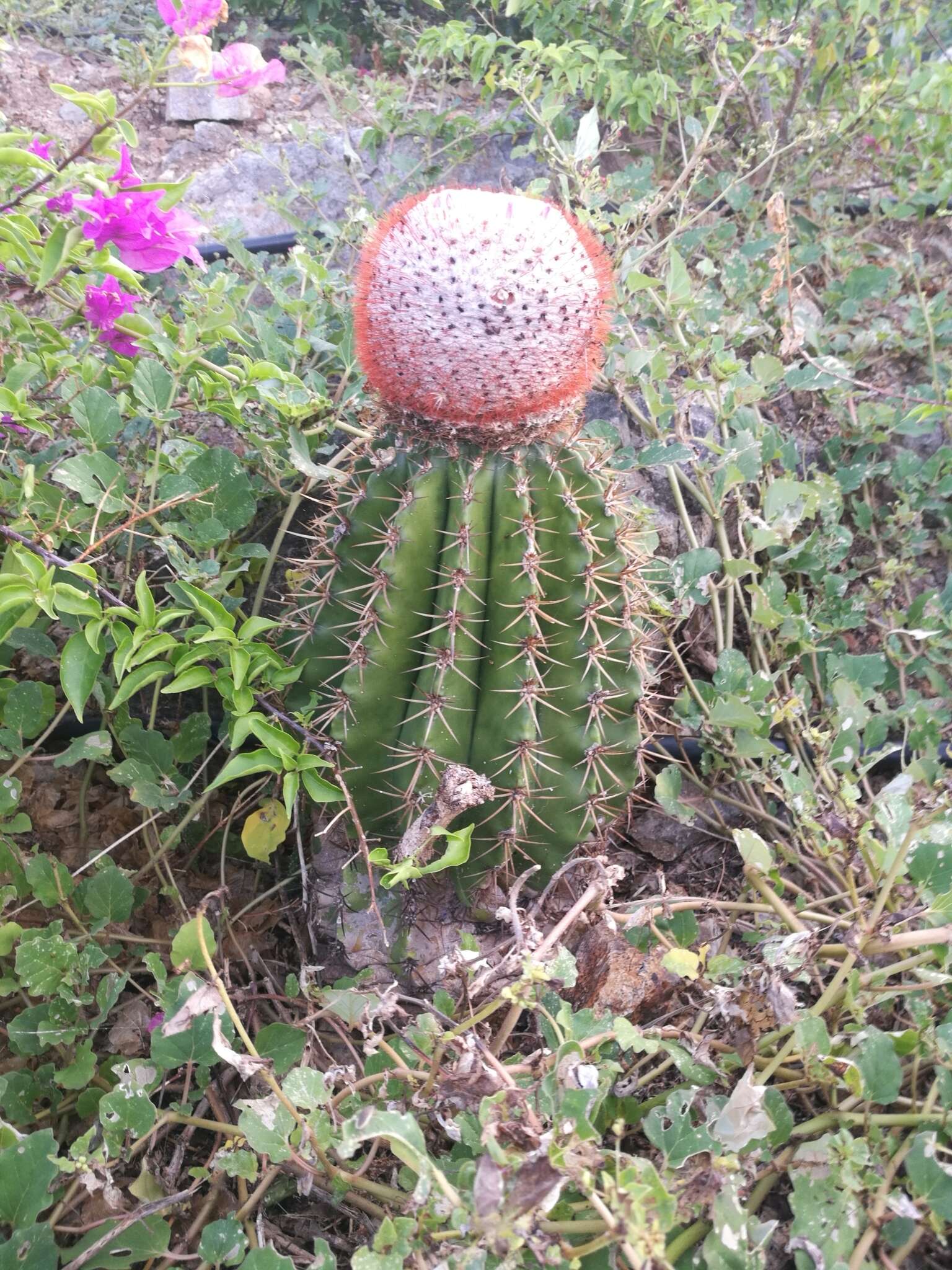 Image of Melocactus intortus subsp. intortus