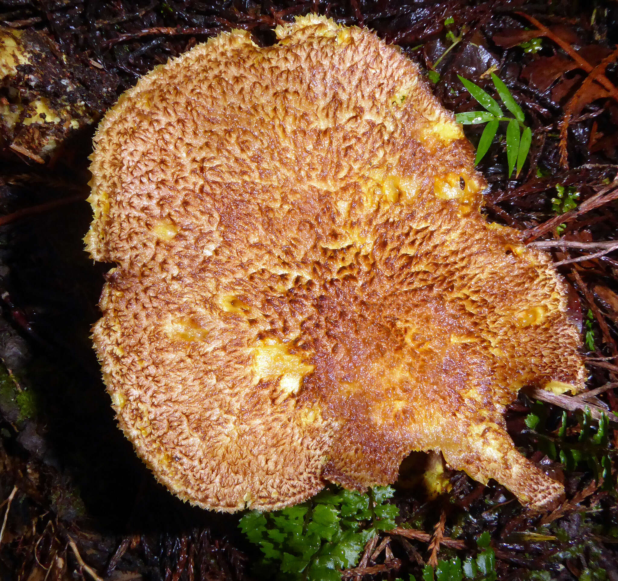 Image of Tricholomopsis scabra J. A. Cooper 2016