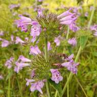 Слика од Clinopodium vulgare subsp. orientale Bothmer