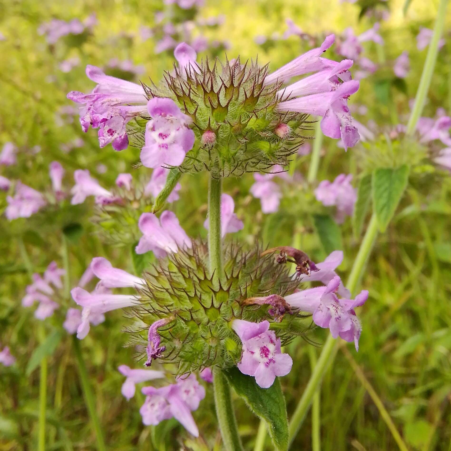 Слика од Clinopodium vulgare subsp. orientale Bothmer