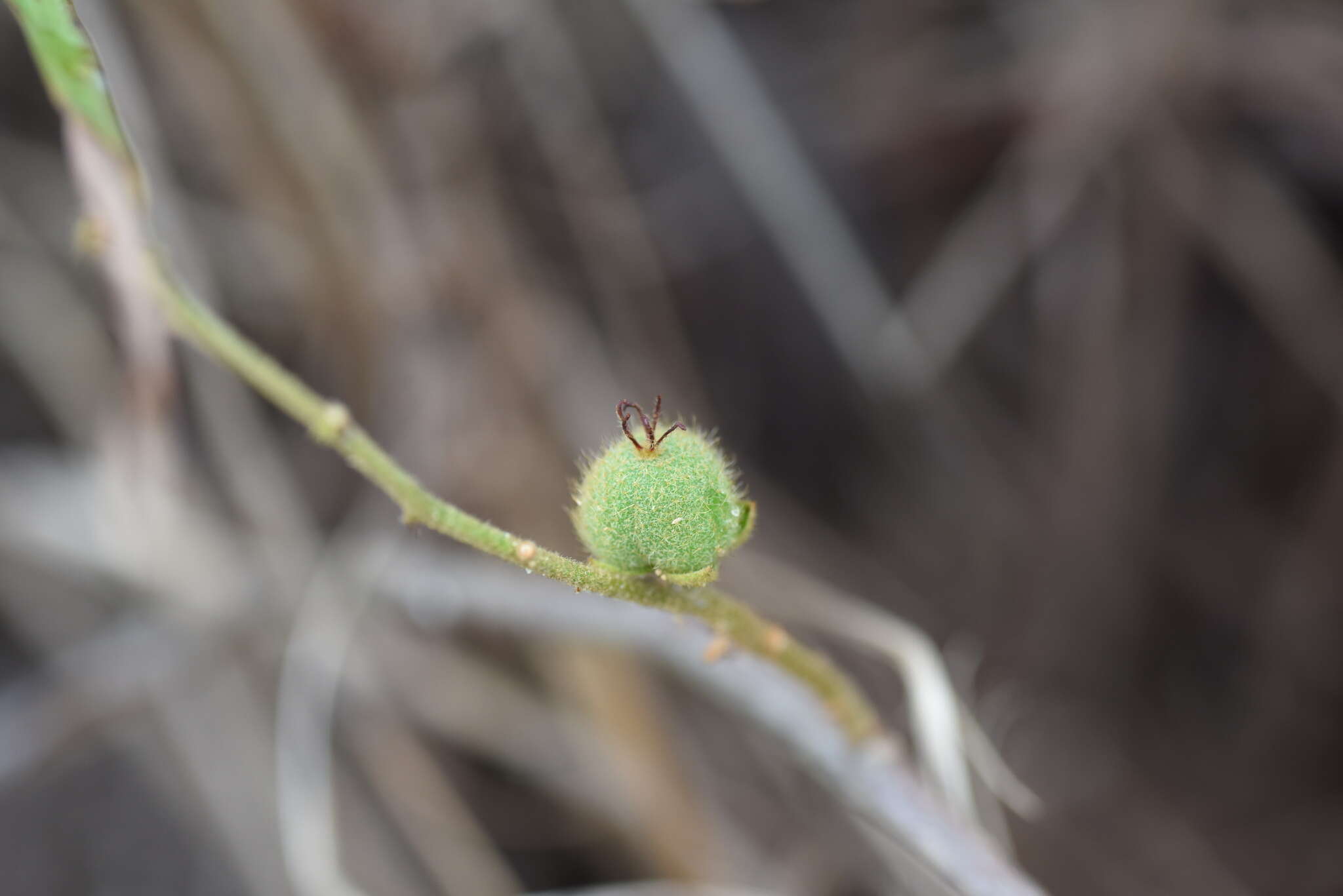 Image of Croton crassifolius Geiseler