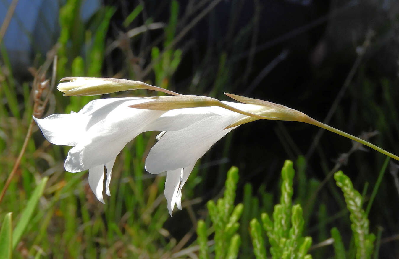 Imagem de Gladiolus vaginatus F. Bolus