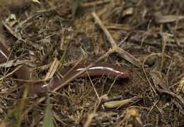 Xerotyphlops Hedges, Marion, Lipp, Marin & Vidal 2014 resmi