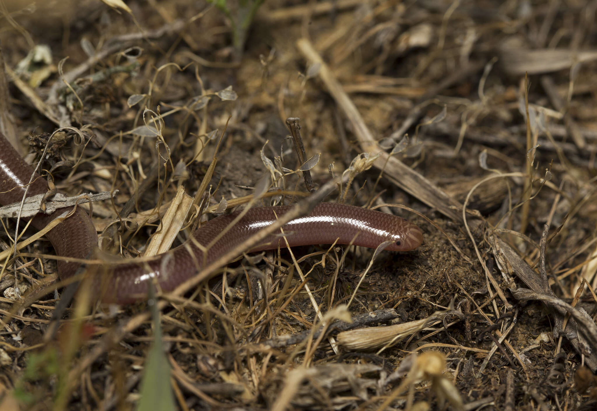 Xerotyphlops Hedges, Marion, Lipp, Marin & Vidal 2014 resmi