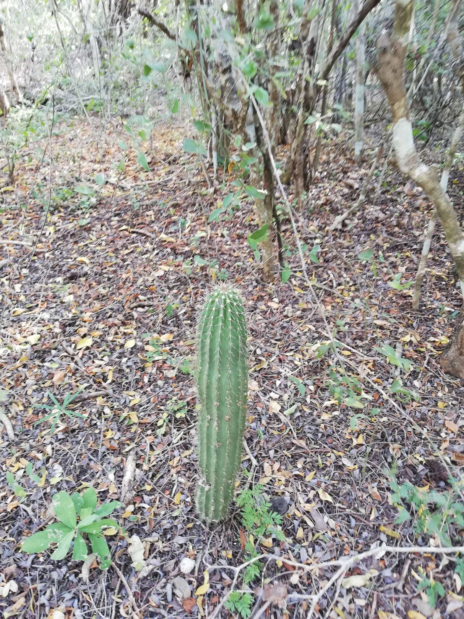 Image of Cephalocereus nudus