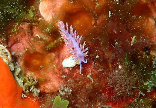 Image of Piseinotecus soussi Tamsouri, Carmona, Moukrim & Cervera 2014