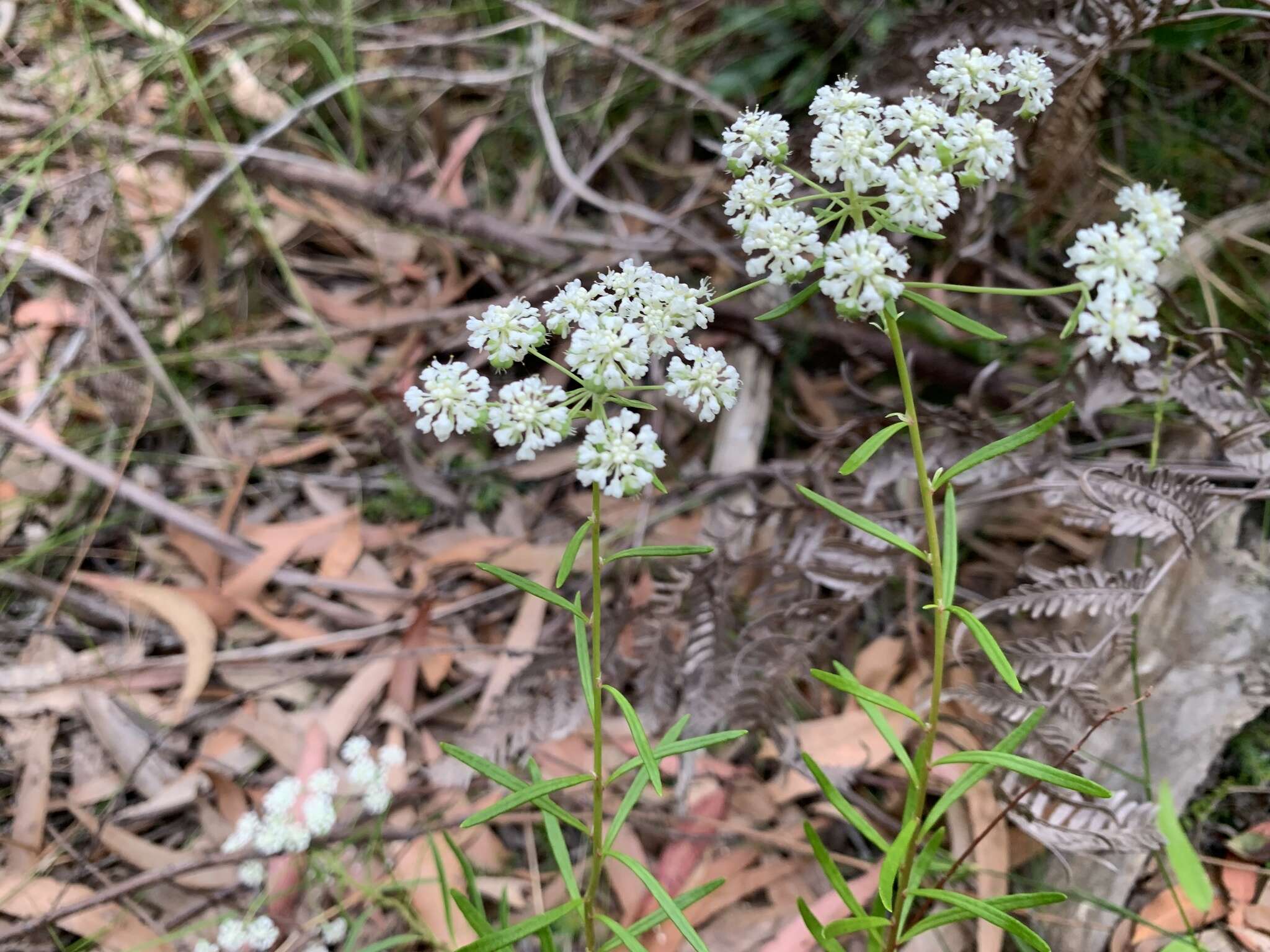 Imagem de Poranthera ericifolia Rudge