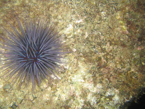 Image of Centrostephanus tenuispinus H. L. Clark 1914