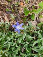 Image de Scilla luciliae (Boiss.) Speta