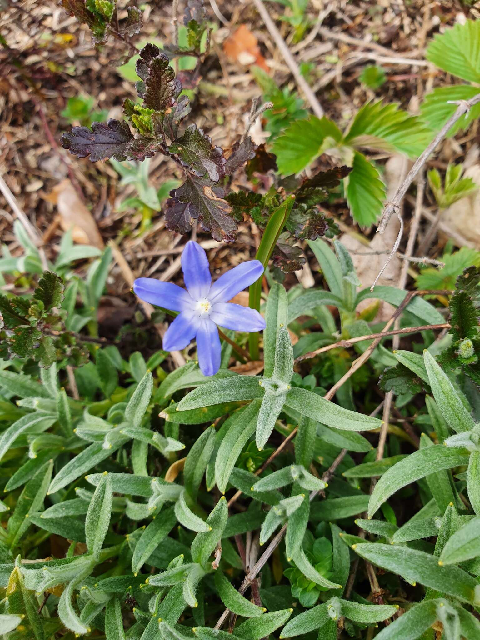 Image de Scilla luciliae (Boiss.) Speta