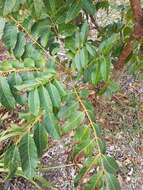 Image of redcedar