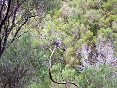 Image of Madeiran Chaffinch