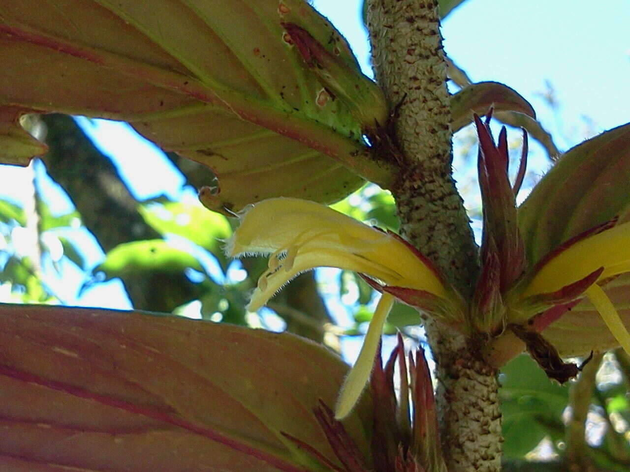 Image of Columnea verecunda C. V. Morton