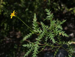 Image of Chrysactinia pinnata S. Wats.