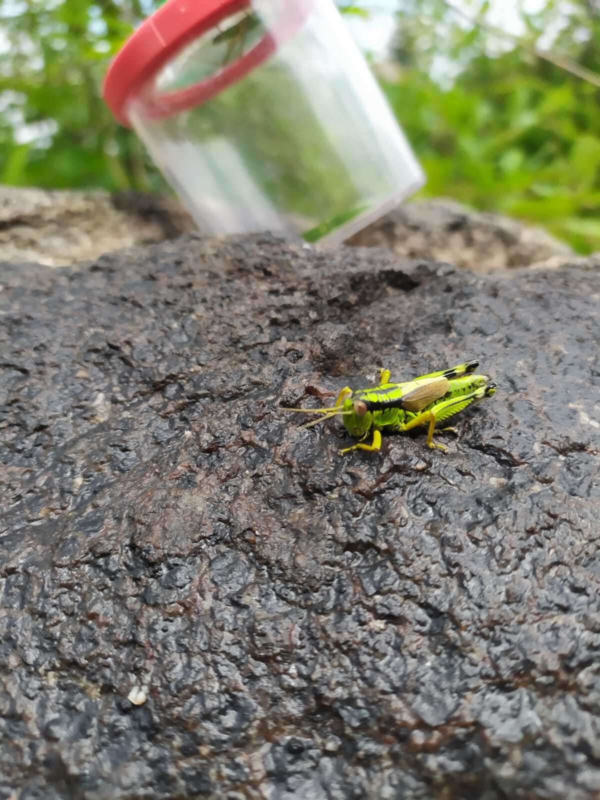 Image of Long-winged Mountain Grasshopper