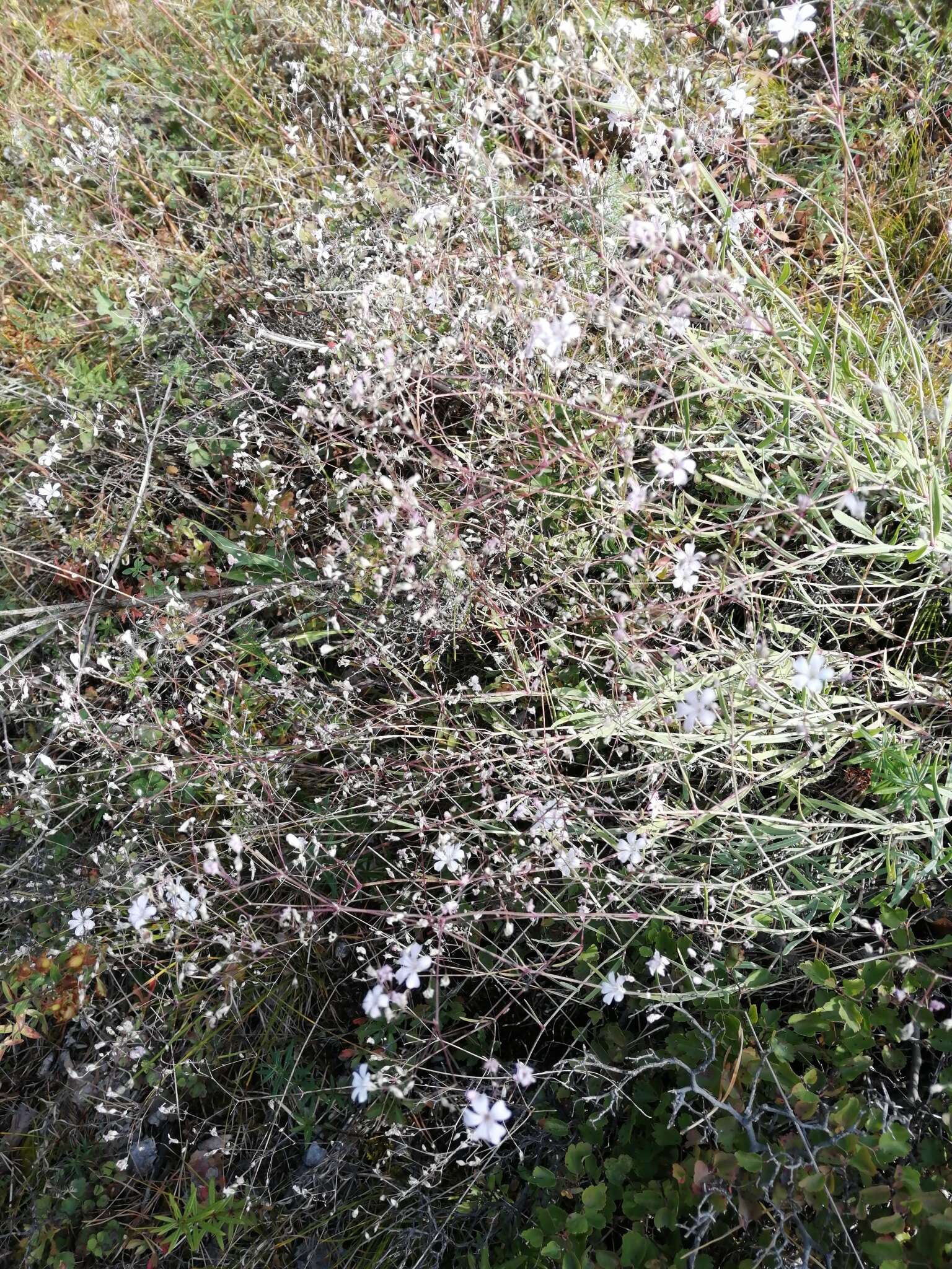 Image de Gypsophila patrinii Ser.