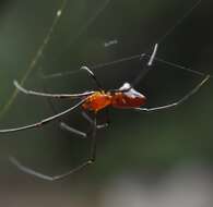 Image of Argyrodes zonatus (Walckenaer 1841)