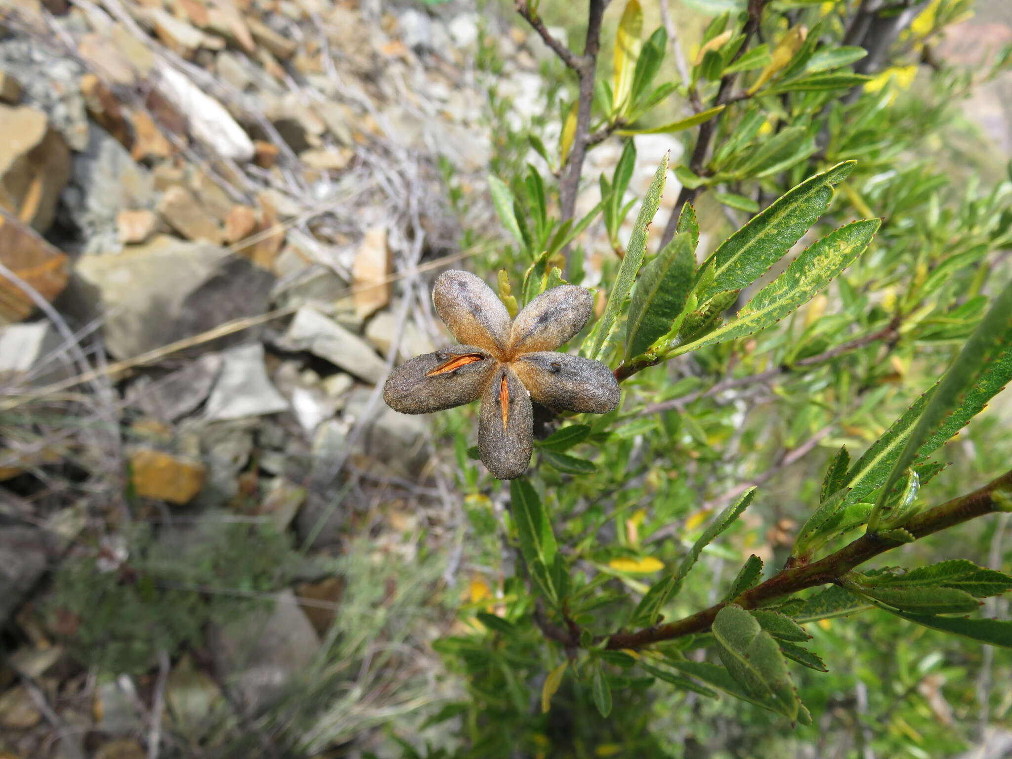 Kageneckia lanceolata Ruiz & Pav.的圖片