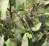 Image of Green Hawker