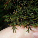 صورة Banksia bipinnatifida subsp. multifida (A. S. George) A. R. Mast & K. R. Thiele