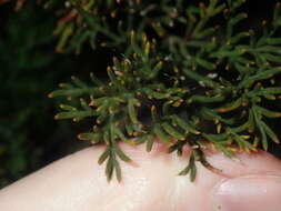 Image of Banksia bipinnatifida subsp. multifida (A. S. George) A. R. Mast & K. R. Thiele