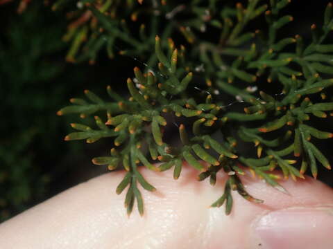 Imagem de Banksia bipinnatifida subsp. multifida (A. S. George) A. R. Mast & K. R. Thiele