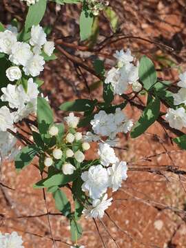 Image of Reeves' meadowsweet