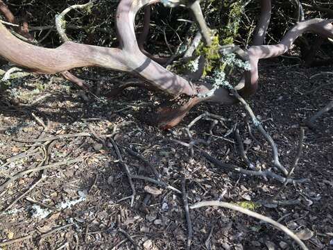 Image of San Bruno Mountain manzanita