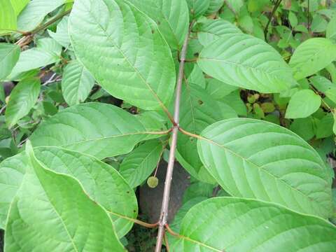 Image of Cephalanthus occidentalis L.