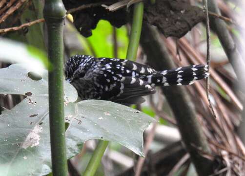 Image of Scaled Antbird