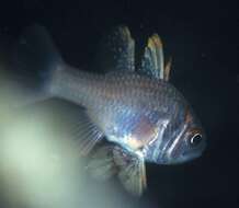 Image of Orange cardinalfish