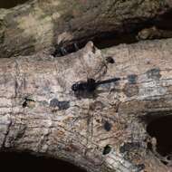 Image of Black Pondhawk