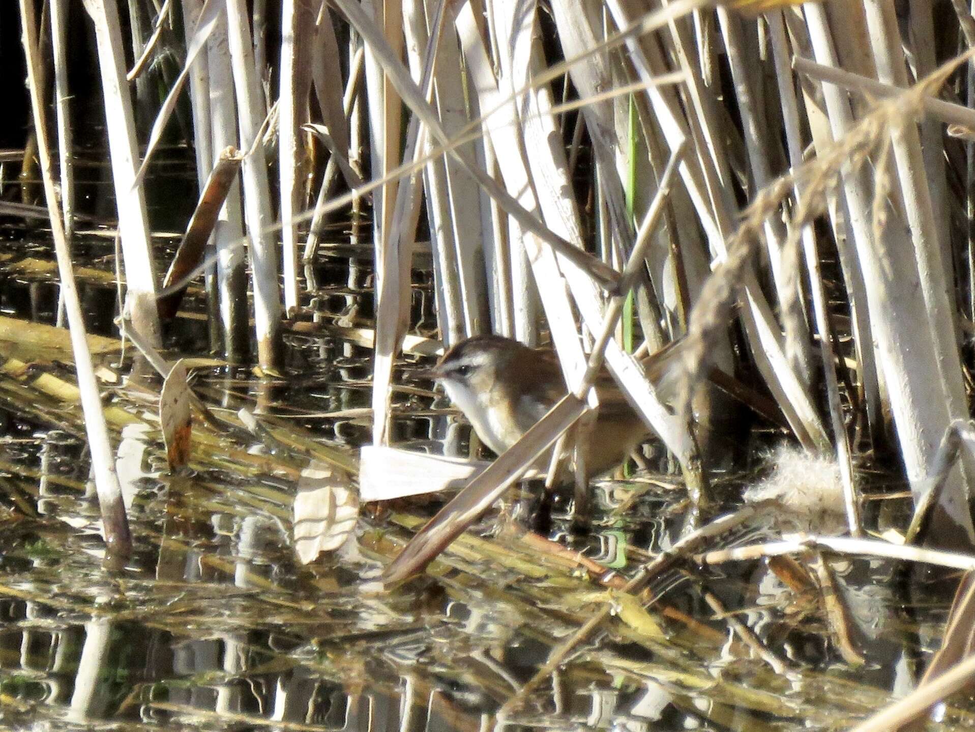 Image of Moustached Warbler