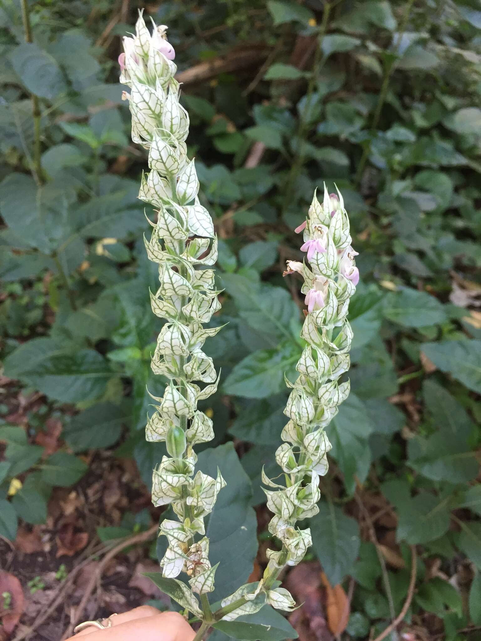 Image of squirrel's tail